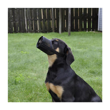 Cargar imagen en el visor de la galería, Best Fit Mesh Dog Muzzle
