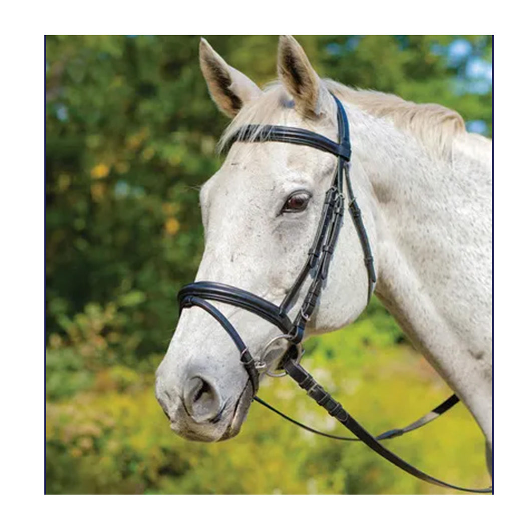 Avignon Louisville Bridle