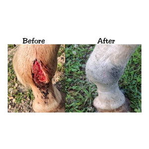 Altamente efectiva para el tratamiento de heridas, llagas, sarcoides, picaduras, quemaduras, infecciones por hongos, summer sores y proud flesh, entre otros problemas dermatológicos.
